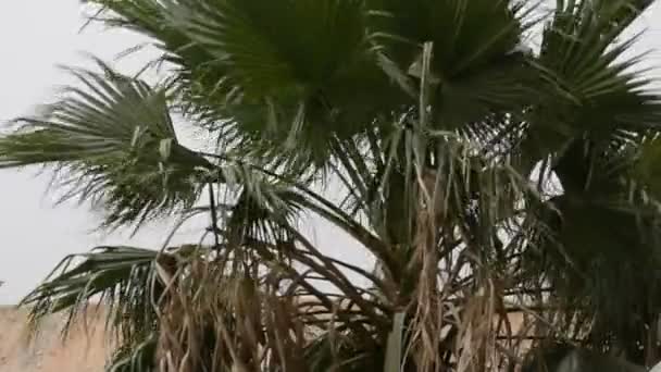 Moving Palm Tree Fronds Canopy Due Increased Wind Speed Egypt — Video