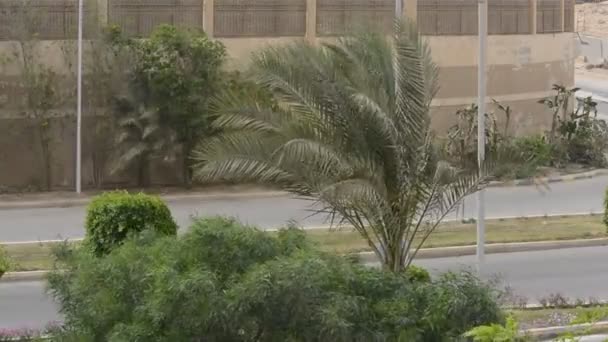 Giza Egypt May 2022 자동차가 초록색 나무가 기자의 도시의 거리와 — 비디오