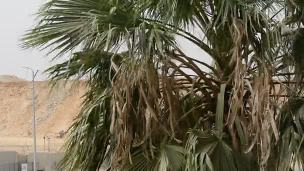 Moving Palm Tree Fronds Canopy Due Increased Wind Speed Egypt — Video