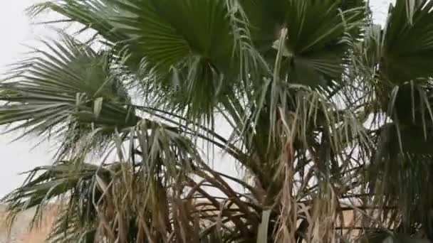 Moving Palm Tree Fronds Canopy Due Increased Wind Speed Egypt — Video