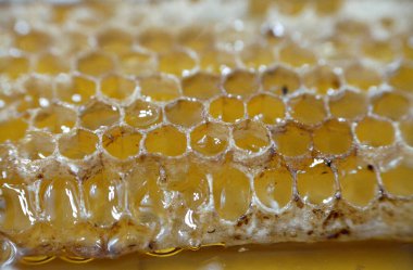 Kraliçe arının yumurtalarını saklayan ve işçi arıların kovanlarına getirdikleri polen ve balı saklayan ballı altıgen bal peteği hücreleri bal, larva ve polen depolamak için inşa edilmiş prizmatik balmumu hücreleri.