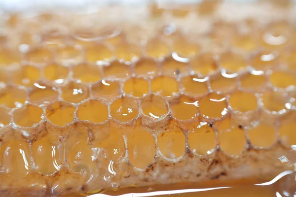 Šestiúhelníkové Plástové Buňky Medem Které Drží Včelí Vejce Královny Skladují — Stock fotografie