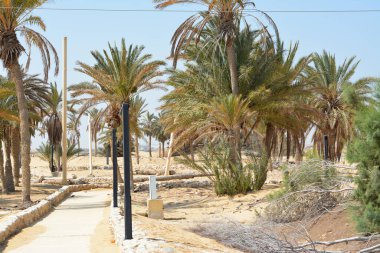 Hz. Musa Pınarları, Sina Yarımadası 'ndaki su kuyuları ve palmiyeler, Ras Sidr, Mısır, Musa' nın pınarları, Sina Çölü 'nün ortasında küçük verimli bir vaha oluşturan bir grup kaplıcadır.