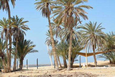 Hz. Musa Pınarları, Sina Yarımadası 'ndaki su kuyuları ve palmiyeler, Ras Sidr, Mısır, Musa' nın pınarları, Sina Çölü 'nün ortasında küçük verimli bir vaha oluşturan bir grup kaplıcadır.