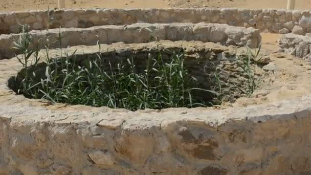 預言者モーセの温泉 シナイ半島の井戸とヤシ ラアス シドル エジプト モーセの温泉は シナイ砂漠の真ん中に小さな肥沃なオアシスを形成する温泉のグループです — ストック動画