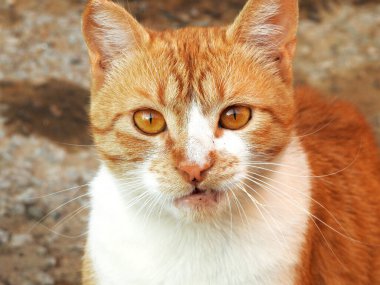 Hamile bir Mısırlı sokak kedisi. Sokakta çizgili bej bir kedi. Yüzünde güzel bir ifade var ve kameraya bakıyor.