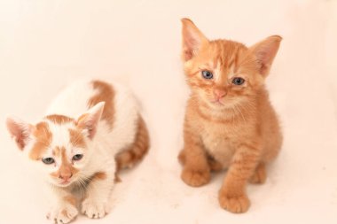 Beyaz arka planda izole edilmiş yeni doğmuş sevimli kedi yavrularının portresi, küçük yarı sahipli kedilerin seçici odağı, bir yamalı kedi ve diğeri çizgili.