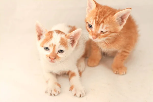 Portrait Newborn Little Adorable Kittens Isolated White Background Selective Focus — Stock Photo, Image