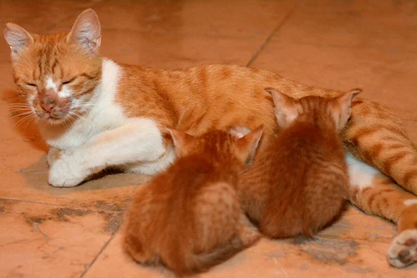 Una Mamma Gatto Posa Nutrire Piccolo Neonato Gattino Suo Latte — Foto Stock