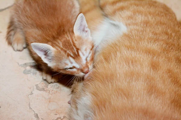 Mom Cat Laying Feed Little Newborn Kitten Her Milk Selective — Stockfoto