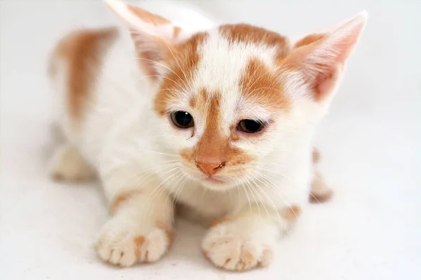 一只新生的可爱小猫咪的画像 背景是白色的 有选择性地将焦点集中在一只带米黄色斑斑的 半国有的小猫咪身上 — 图库照片