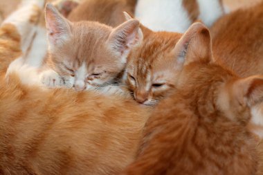 Küçük yavru kediler anne kedilerinden anne sütü emziriyorlar. Küçük sahipsiz ev kedilerinin seçici odağı annelerinden süt içiyorlar.