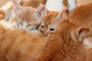 Küçük yavru kediler anne kedilerinden anne sütü emziriyorlar. Küçük sahipsiz ev kedilerinin seçici odağı annelerinden süt içiyorlar.