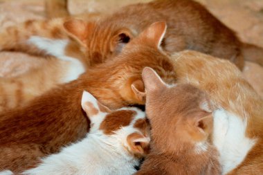 little newborn small kittens feeding breast milk from their mother cat, selective focus of small semi owned stray domestic Egyptian cats having milk from their mom