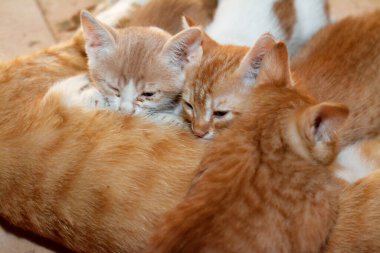 Küçük yavru kediler anne kedilerinden anne sütü emziriyorlar. Küçük sahipsiz ev kedilerinin seçici odağı annelerinden süt içiyorlar.
