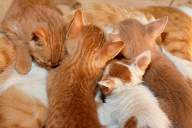 Küçük yavru kediler anne kedilerinden anne sütü emziriyorlar. Küçük sahipsiz ev kedilerinin seçici odağı annelerinden süt içiyorlar.
