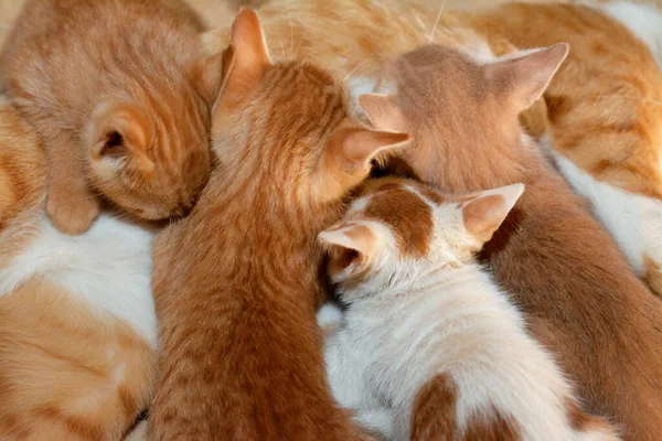 Little Newborn Small Kittens Feeding Breast Milk Mother Cat Selective — Stockfoto