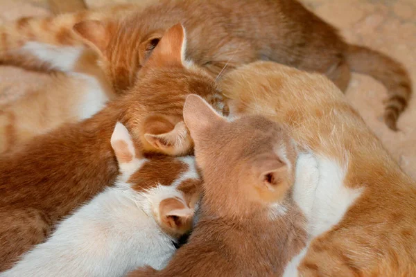 Маленькие Новорожденные Маленькие Котята Кормящие Грудное Молоко Матери Кошки Избирательный — стоковое фото