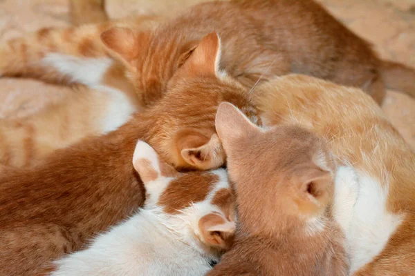 Kleine Pasgeboren Kleine Kittens Voeden Borstmelk Van Hun Moeder Kat — Stockfoto