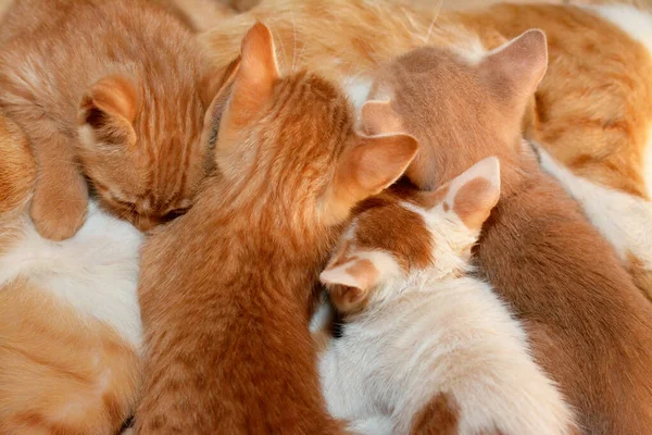 Little Newborn Small Kittens Feeding Breast Milk Mother Cat Selective — Stock Photo, Image