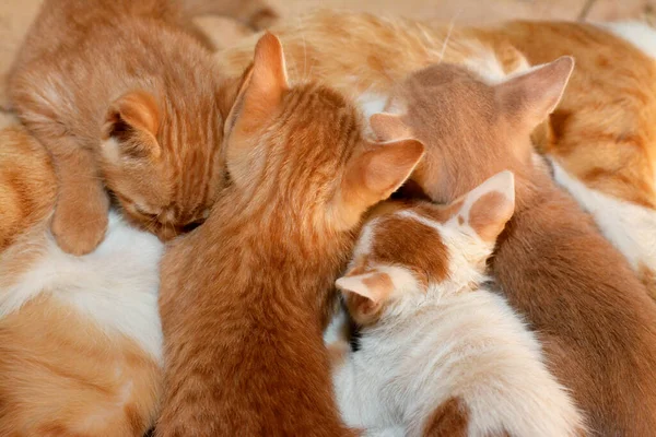 Little Newborn Small Kittens Feeding Breast Milk Mother Cat Selective — ストック写真