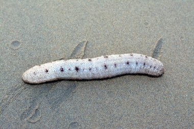 Sea cucumber on the shallow sea floor on the beach,  echinoderms from the class Holothuroidea,  marine animals with a leathery skin and an elongated body, they break down detritus and other organic