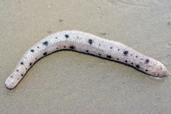 Sea Cucumber Shallow Sea Floor Beach Echinoderms Class Holothuroidea Marine — Foto de Stock
