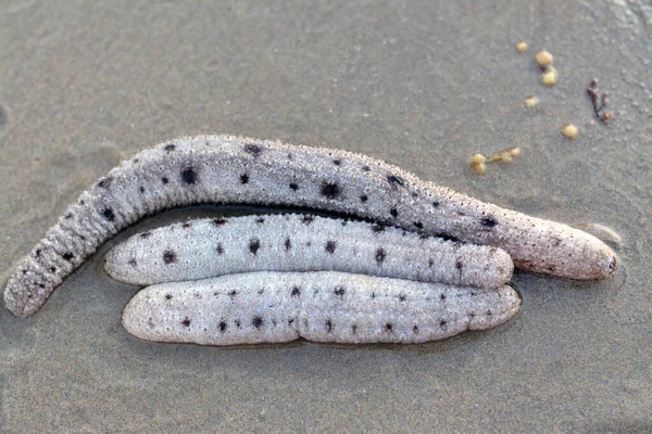 Sea Cucumbers Shallow Sea Floor Beach Echinoderms Class Holothuroidea Marine — Foto de Stock