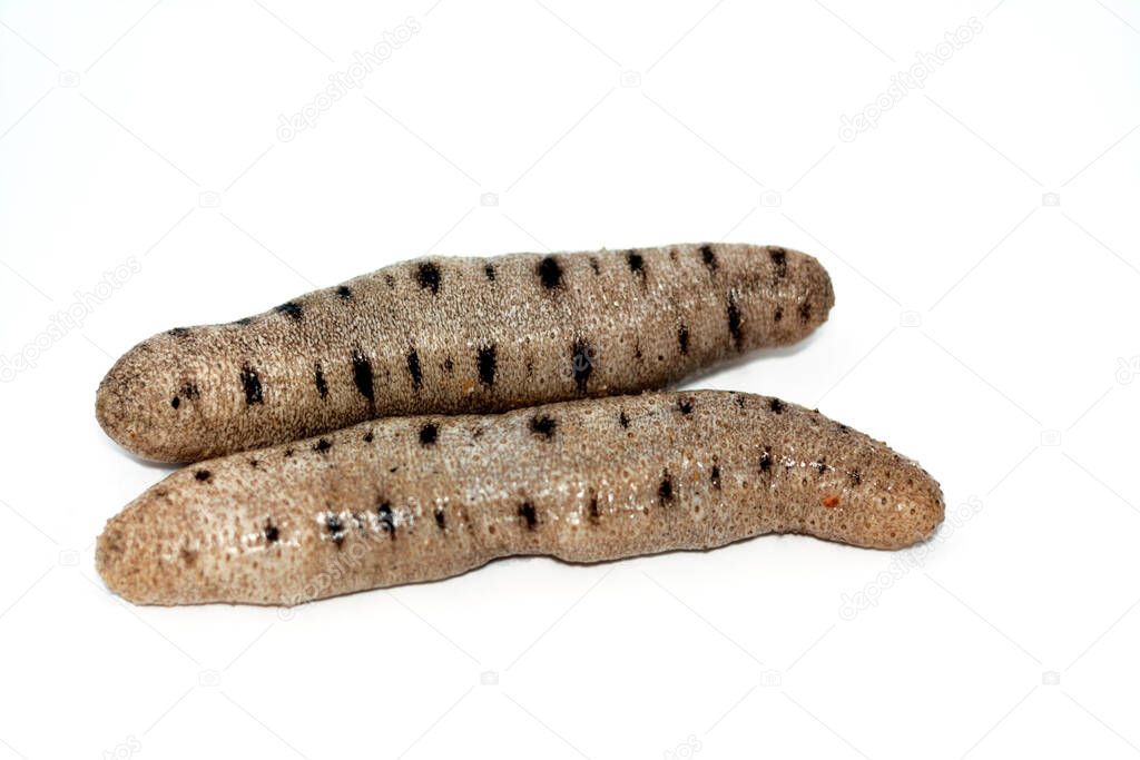 Sea cucumbers isolated on white background,  echinoderms from the class Holothuroidea,  marine animals with a leathery skin and an elongated body, they break down detritus and other organic matter