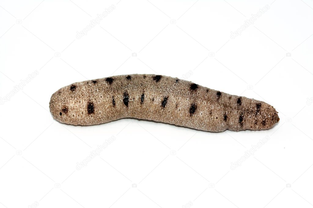 Sea cucumber isolated on white background,  echinoderms from the class Holothuroidea,  marine animals with a leathery skin and an elongated body, they break down detritus and other organic matter