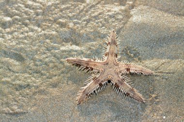Spiny starfish (Marthasterias glacialis), starfish with a small central disc and five slender, tapering arms. Each arm has three longitudinal rows of conical, whitish spines, Spiny sea star fish