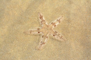 Spiny starfish (Marthasterias glacialis), starfish with a small central disc and five slender, tapering arms. Each arm has three longitudinal rows of conical, whitish spines, Spiny sea star fish