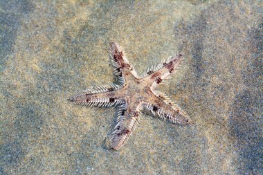 Spiny starfish (Marthasterias glacialis), starfish with a small central disc and five slender, tapering arms. Each arm has three longitudinal rows of conical, whitish spines, Spiny sea star fish
