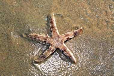 Spiny starfish (Marthasterias glacialis), starfish with a small central disc and five slender, tapering arms. Each arm has three longitudinal rows of conical, whitish spines, Spiny sea star fish