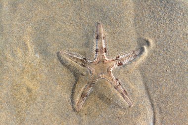 Spiny starfish (Marthasterias glacialis), starfish with a small central disc and five slender, tapering arms. Each arm has three longitudinal rows of conical, whitish spines, Spiny sea star fish