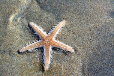 Spiny starfish (Marthasterias glacialis), starfish with a small central disc and five slender, tapering arms. Each arm has three longitudinal rows of conical, whitish spines, Spiny sea star fish