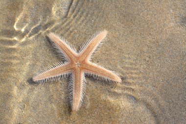 Spiny starfish (Marthasterias glacialis), starfish with a small central disc and five slender, tapering arms. Each arm has three longitudinal rows of conical, whitish spines, Spiny sea star fish