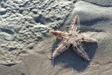 Spiny starfish (Marthasterias glacialis), starfish with a small central disc and five slender, tapering arms. Each arm has three longitudinal rows of conical, whitish spines, Spiny sea star fish