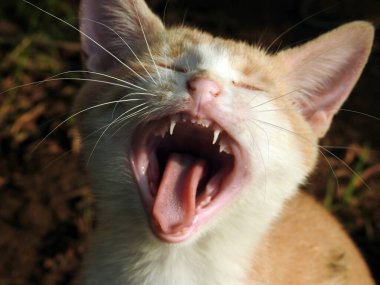Bahçenin arka planında küçük, sevimli, beyaz, bej renkli bir kedinin portresi. Küçük, yarı sahipli bir kedinin seçici odağı. Ağzını iyice aç ve esne.