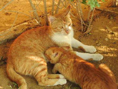Anne kedisinden anne sütü besleyen küçük bir kedi. Küçük sahipsiz bir Mısırlı kedinin seçici odak noktası. Kumun üzerinde annesinden süt alıyor.