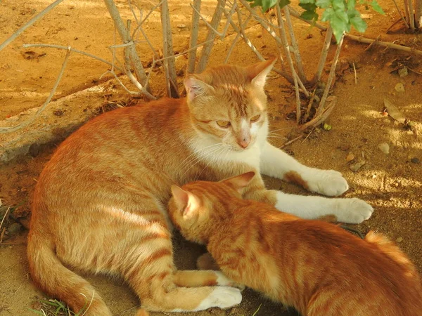 母親の猫からの小さな子猫の授乳乳乳 選択的な焦点の小さな半所有の野良国内のエジプトの猫持っているミルクから彼らのお母さんに砂 — ストック写真
