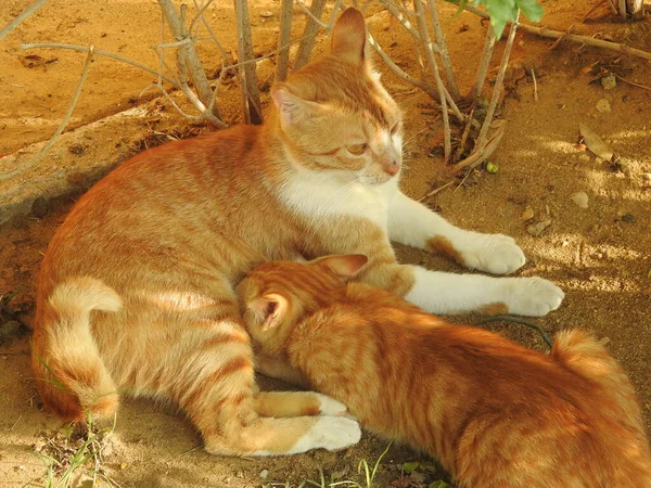 母親の猫からの小さな子猫の授乳乳乳 選択的な焦点の小さな半所有の野良国内のエジプトの猫持っているミルクから彼らのお母さんに砂 — ストック写真