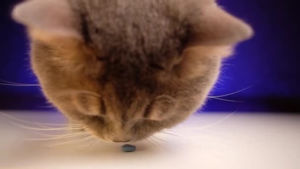Gato británico gris adulto con ojos amarillos come vitaminas para la salud de las mascotas. — Vídeos de Stock