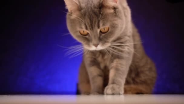 Adulto bel gatto grigio britannico con occhi gialli annusa e lecca. — Video Stock