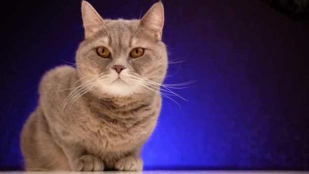 Adult british cat with yellow eyes sits and looks at camera on blue background. — 图库视频影像