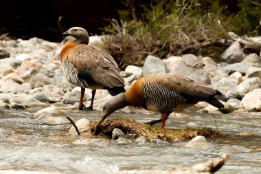 Caiquenes en su habitat natural, Patagonia Argentina. 