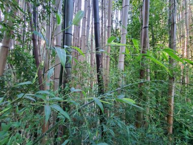 San Francisco 'dan sahneler