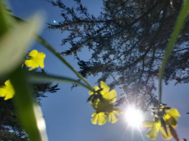 San Francisco 'da İlkbahar