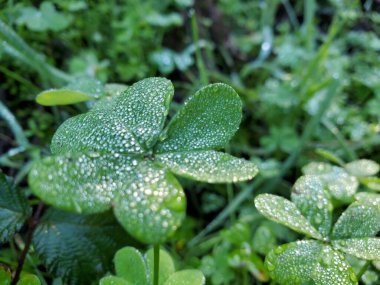 San Francisco 'da İlkbahar