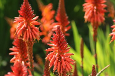 San Francisco 'da İlkbahar